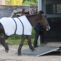 Horse loading into trailer with safety gear. Photo Credit: Linda Shantz