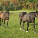 Two senior horses in a paddock